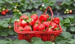 草莓种植爆料视频教程全集,揭秘视频教程全集精华