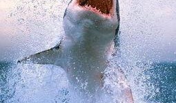 在线观看鲨鱼,在线观看鲨鱼，探索神秘海洋世界