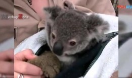 新爆料的小动物视频